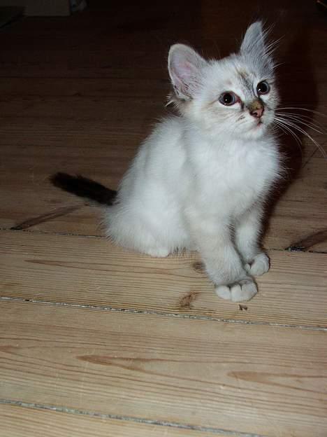 Hellig Birma Astaire ***Drøm sødt ;´(  billede 3