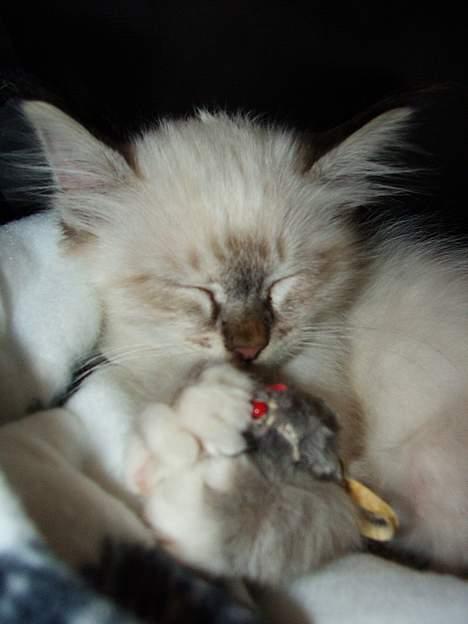 Hellig Birma Astaire ***Drøm sødt ;´(  - Jeg er en rigtig putte gris :) billede 4