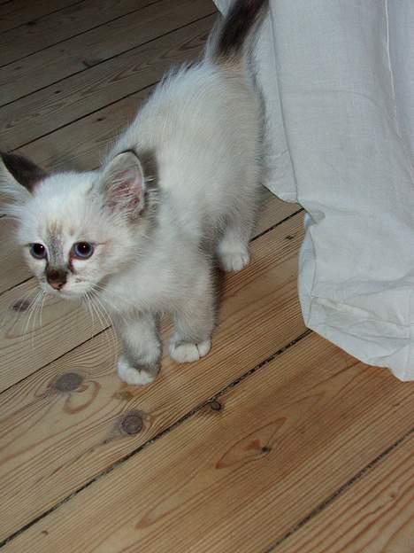 Hellig Birma Astaire ***Drøm sødt ;´(  billede 5