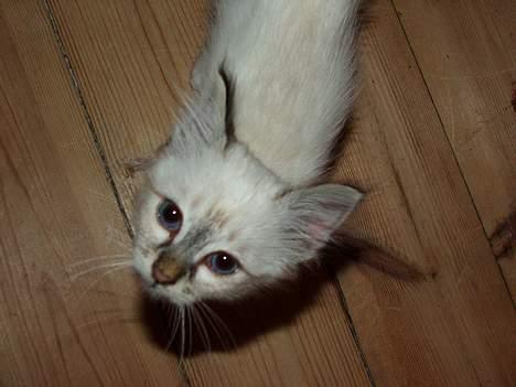 Hellig Birma Astaire ***Drøm sødt ;´(  billede 6