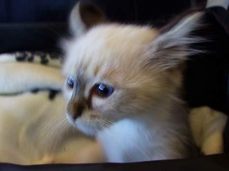 Hellig Birma Astaire ***Drøm sødt ;´(  - Uhhaaa... det er tidlig morgen :) billede 7