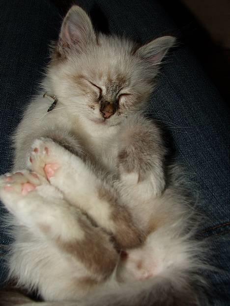 Hellig Birma Astaire ***Drøm sødt ;´(  billede 8