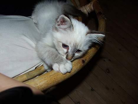 Hellig Birma Astaire ***Drøm sødt ;´(  billede 9