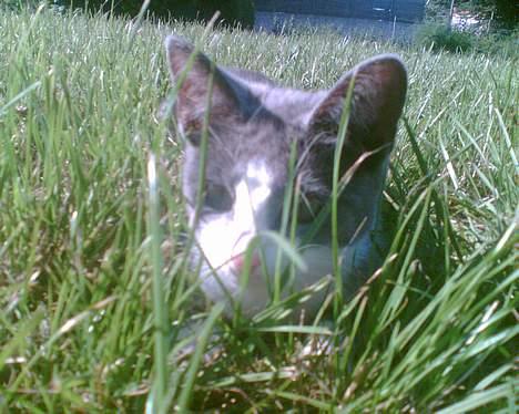 Blanding af racer Mille <3 - Titte Bøhh ;) billede 14