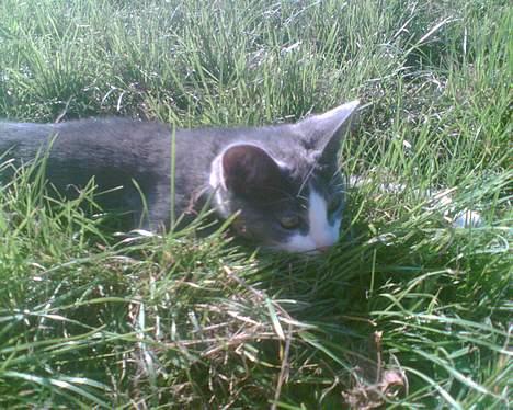 Blanding af racer Mille <3 - Leger med somerfugle og fluer billede 15