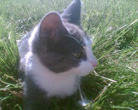 Blanding af racer Mille <3 - Lille mille i profil ;D billede 16