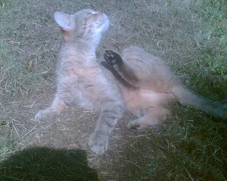 Blanding af racer Rosa <3 - Arhh Det klør billede 14