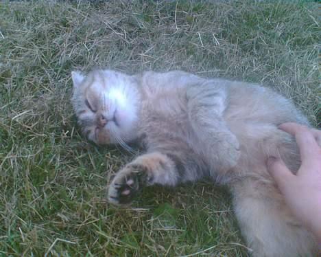 Blanding af racer Rosa <3 billede 15