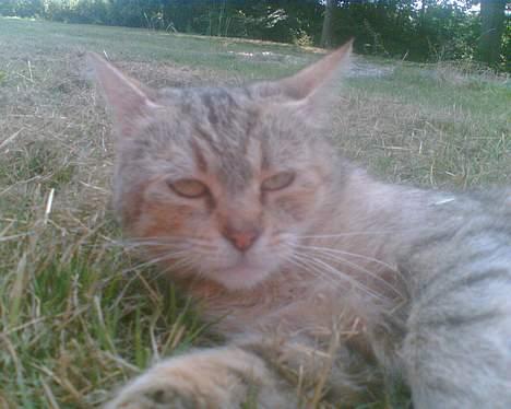 Blanding af racer Rosa <3 billede 16