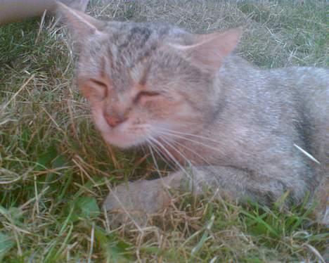 Blanding af racer Rosa <3 billede 17