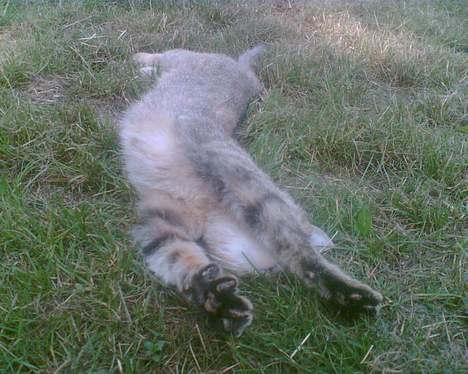 Blanding af racer Rosa <3 - Strækker mig lige billede 18