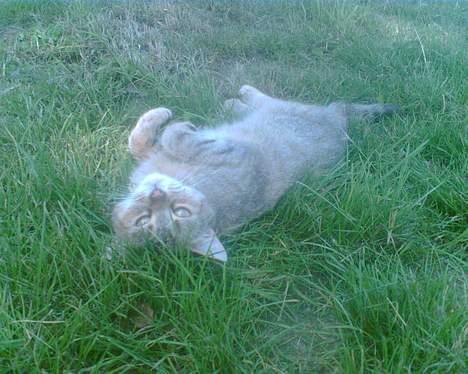 Blanding af racer Rosa <3 - Titte bøh billede 19