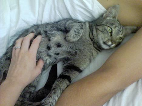 Blanding af racer Frida billede 3