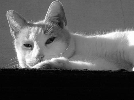 Blanding af racer Pjevs billede 1