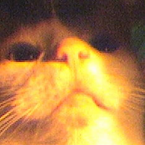 Blanding af racer Pjevs billede 2