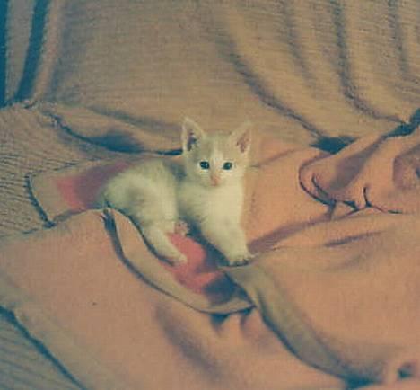 Blanding af racer Pjevs billede 3