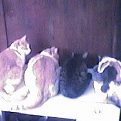 Blanding af racer Pjevs billede 4