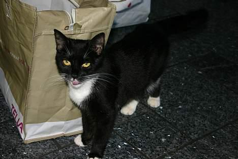 Huskat Pussy billede 7