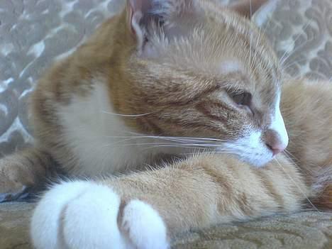 Huskat Helmut alias Mushi billede 18