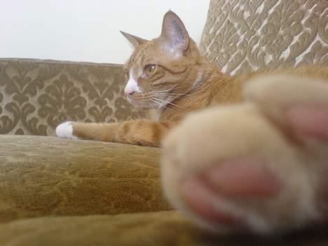 Huskat Helmut alias Mushi billede 19