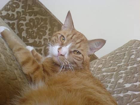 Huskat Helmut alias Mushi billede 20