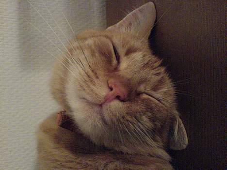 Huskat Mickey billede 15