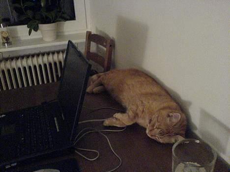 Huskat Mickey billede 16