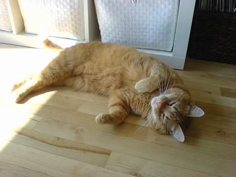 Huskat Mickey billede 17