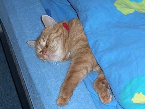 Huskat Mickey billede 18