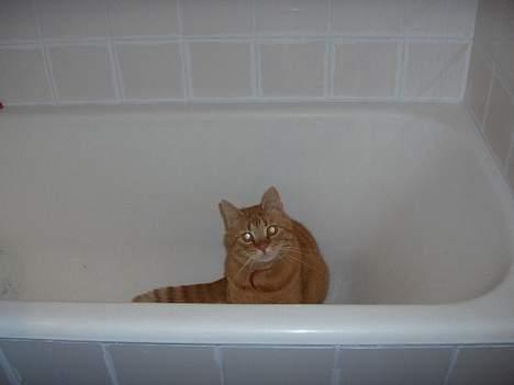 Huskat Mickey billede 19