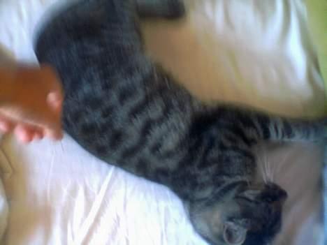 Blanding af racer Pelle <3 - skal lige hvile sig efter at have slåsset med miig :) billede 20