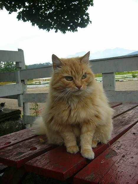 Blanding af racer Fersken billede 11