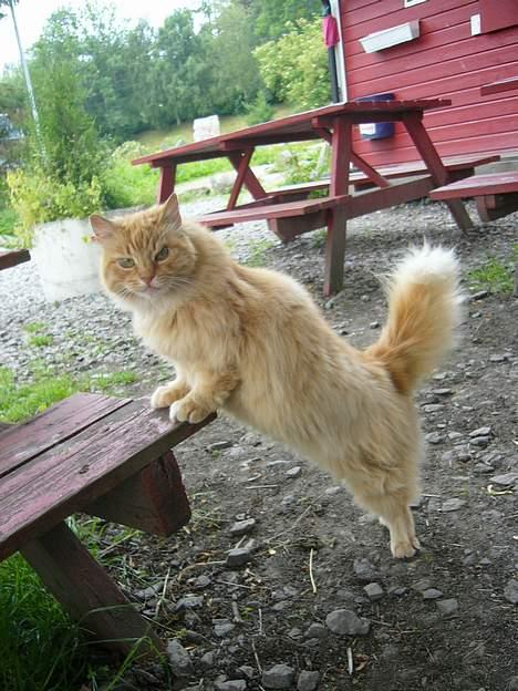 Blanding af racer Fersken billede 12