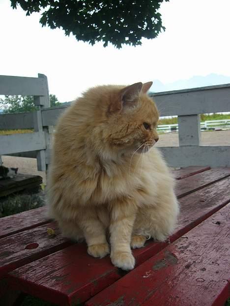 Blanding af racer Fersken billede 13