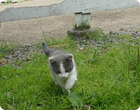 Blanding af racer Sandie billede 18