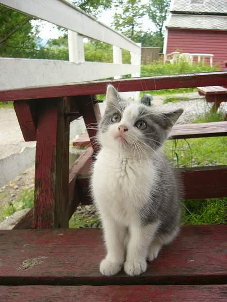 Blanding af racer Sandie billede 19