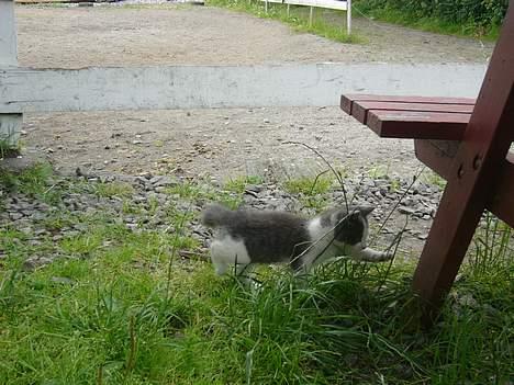 Blanding af racer Sandie billede 20