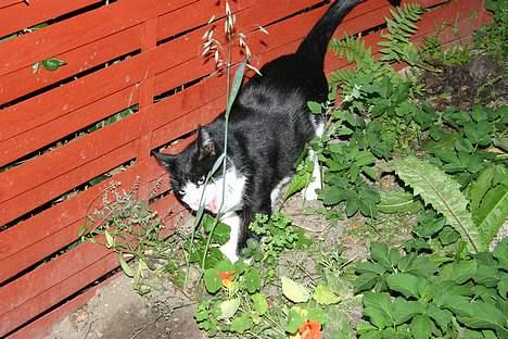 Huskat Felix Philipsen - Snupper lige en bid blomst billede 14