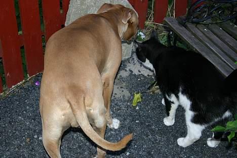 Huskat Felix Philipsen - Gad vide om der er en mus der bagved? bare nu ikke Alina snupper den billede 15