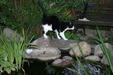 Huskat Felix Philipsen - Uha der er vådt bare jeg nu ikke falder i billede 16