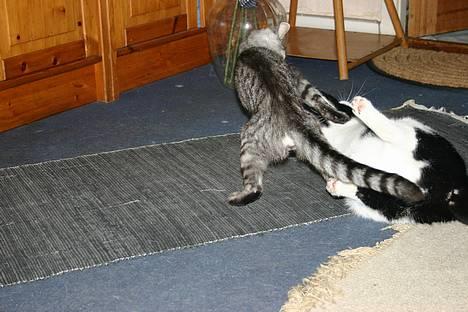 Huskat Felix Philipsen - Kasper.... jeg overgiver mig  billede 17