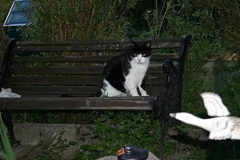 Huskat Felix Philipsen - Hvad er det for en fugl der over billede 18