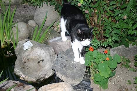 Huskat Felix Philipsen - Jeg står helt stille så jeg ikke kommer til at falde i billede 19