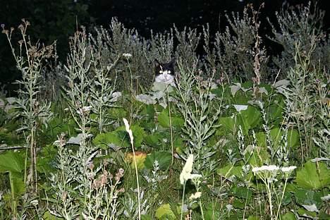 Huskat Felix Philipsen - Jeg gemmer mig her i ukrudtet  billede 20