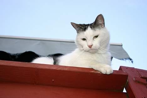 Huskat Nicoline (Myre) - Her er så min udsigtpost..juli 2006 billede 19