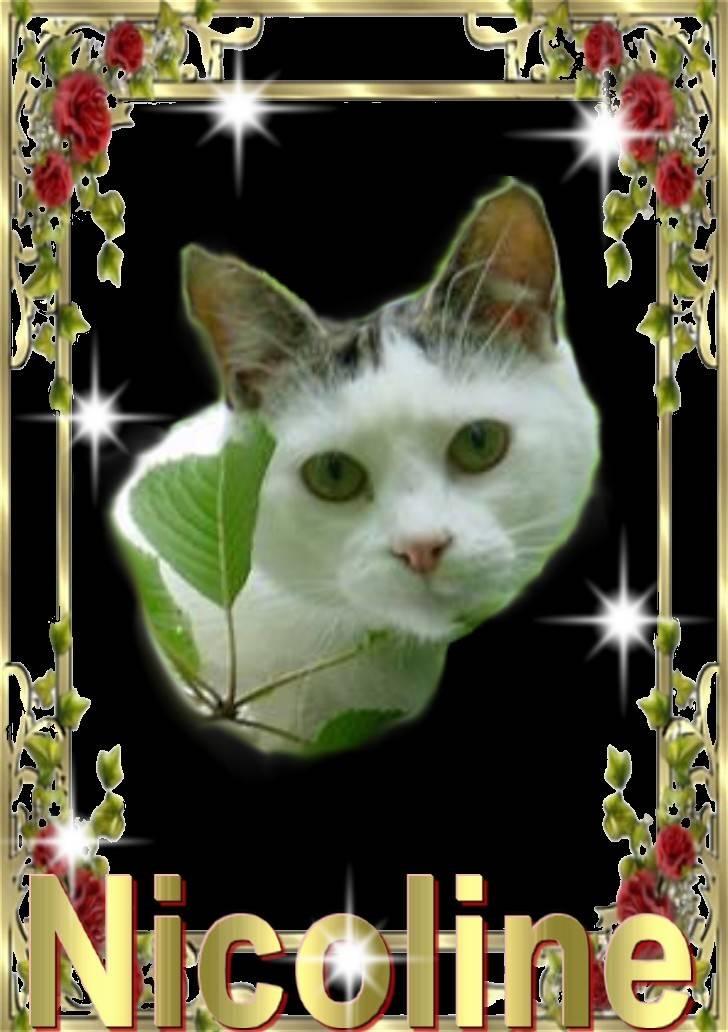 Huskat Nicoline (Myre) - Juli 2006.     Jeg nyder lige solnedgangen.. billede 20