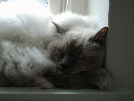 Hellig Birma Mika (Mikaros De Shattea) billede 13