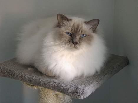 Hellig Birma Mika (Mikaros De Shattea) billede 14