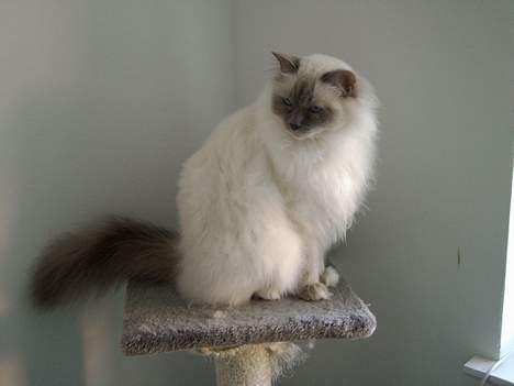 Hellig Birma Mika (Mikaros De Shattea) billede 15