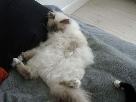 Hellig Birma Mika (Mikaros De Shattea) billede 16